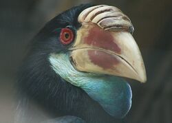 Stavenn Sumba Hornbill Wiki.jpg