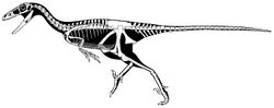 Stenonychosaurus skeleton.jpg