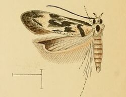 Stomopteryx schizogynae.jpg