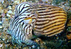 Striped pyjama squid.jpg