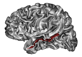 A grayscale cartoon image of the brain that shows detailed folds (gyri and sulci). The Superior Temporal Sulcus is highlighted in red.
