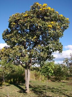 Tabebuia aurea tree.jpg