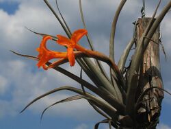 Tillandsia erici (TS) 1-00670.jpg