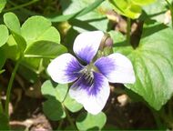 Flowers of Viola sororia