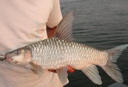 Zambezi Yellowfish.JPG