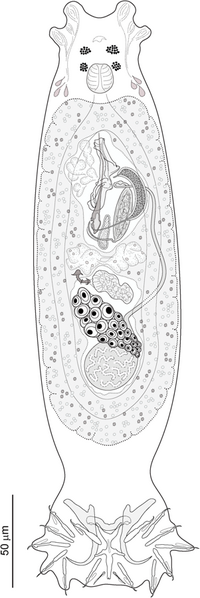 Řehulková et al - Dactylogyrus - parasite200098-fig03.png