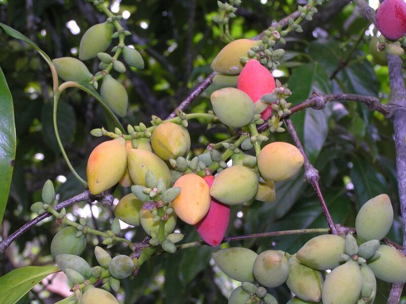 File:倪藤果 Gnetum gnemon -檳城熱帶果園 Tropical Fruit Farm, Penang- (9222653200).jpg