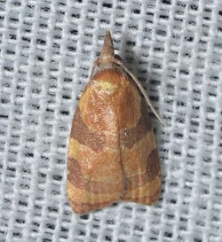 - 3716 – Cenopis diluticostana – Spring Dead-leaf Roller Moth (18883659014).jpg