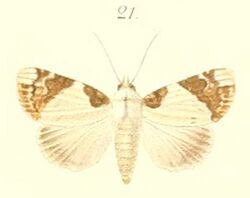 21-Polydesma opala=Beana opala (Pagenstecher, 1900).JPG