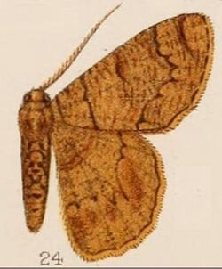 24-Lophophelma neonoma=Pseudoterpna neonoma Hampson, 1907.jpg