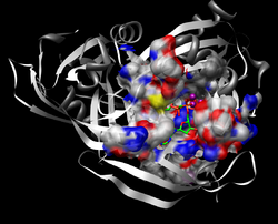 ADP Ribose Diphosphatase (Pocket shown for the substrate).png