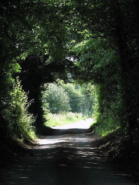 File:A tree tunnel - geograph.org.uk - 895804.jpg