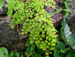 Adiantum-atroviride-SF22215-01.jpg