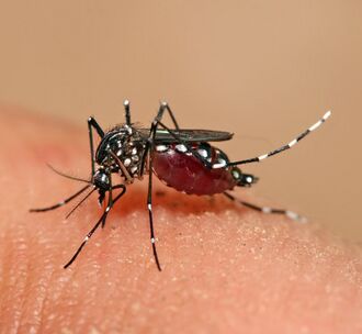 Close-up photograph of an Aedes aegypti mosquito biting human skin