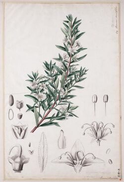 Agathosma serratifolia00.jpg