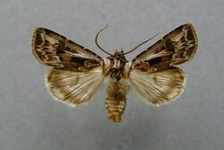 Agrotis vestigialis.jpg