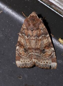 Anathix puta 5345367.jpg