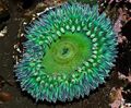 Anthopleura sola - (Giant Green Anemone) (6497660529).jpg