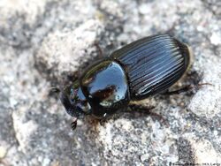 Aphodius subterraneus 01.JPG