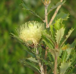 Banksia anatona.jpg