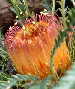 Banksia nivea in kalamunda national park 2008.jpg