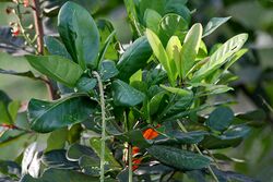 Barringtonia acutangula (Freshwater Mangrove) in Hyderabad W IMG 8318.jpg