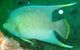 Bermuda blue angelfish (cropped).jpg