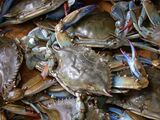 Blue crab on market in Piraeus - Callinectes sapidus Rathbun 20020819-317.jpg