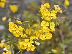 Brassicaceae - Draba hispida.JPG