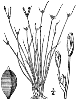 Bulbostylis capillaris BB-1913.png