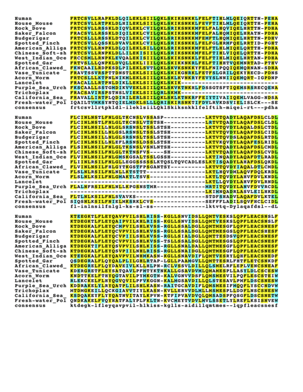 CCDC138 multiple sequence alignment showing conserved regions.