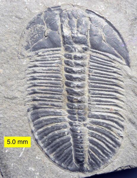 File:Cambrian Trilobite Olenoides Mt. Stephen.jpg