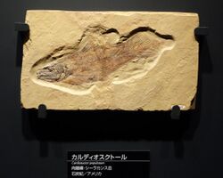 Cardiosuctor populosum - National Museum of Nature and Science, Tokyo - DSC07771.JPG