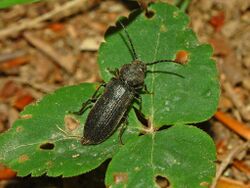 Cerambycidae - Asemum striatum-1.JPG