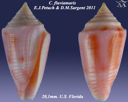 Conus fluviamaris 2.jpg