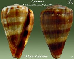 Conus fontonae 1.jpg