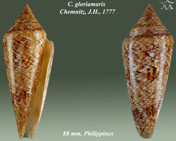 Conus gloriamaris 3.jpg