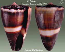 Conus lividus 5.jpg