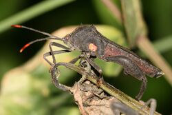 Coreidae squash bug.jpg