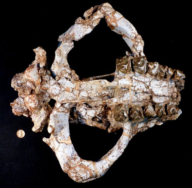 File:Coryphodon skull.jpg