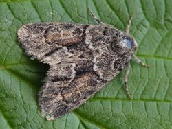 Cryphia fraudatricula (40347130504).jpg