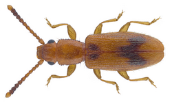 Cryptamorpha desjardinsii (Guérin-Méneville, 1844).png