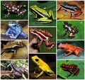 Dendrobatidae Diversity.jpg