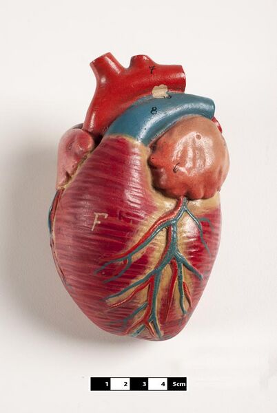 File:Didactic model of a mammal heart 02-FMVZ USP-08.jpeg