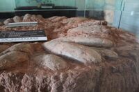 Dinosaur Egg Museum, Xixia Dinosaur Park- Dinosaur Egg Nest 03.jpg