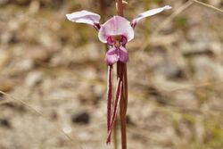 Diuris arenaria.jpg