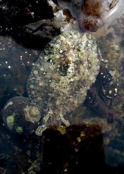 Dolabrifera nicaraguana - submerged-1.jpg