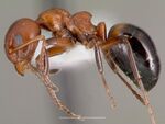 Dolichoderus mariae casent0003312 profile 1.jpg