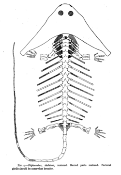 Douthitt Diplocaulus skeletal.png