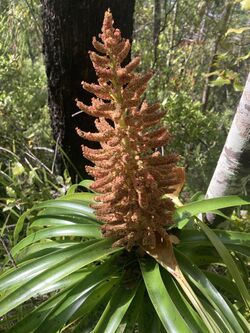 Dracophyllum traversii inflorescence.jpg